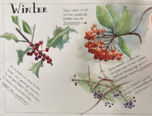 Voorbeeld van nature journaling met een pagina uit het winter natuurdagboek van Olga met paarse en oranje bessen