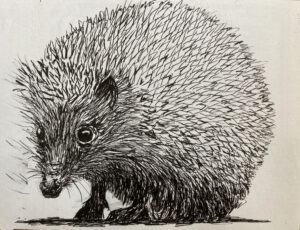 Egel met fineliner getekend