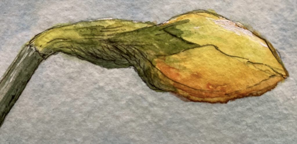 25 prompts voor een lente natuurdagboek