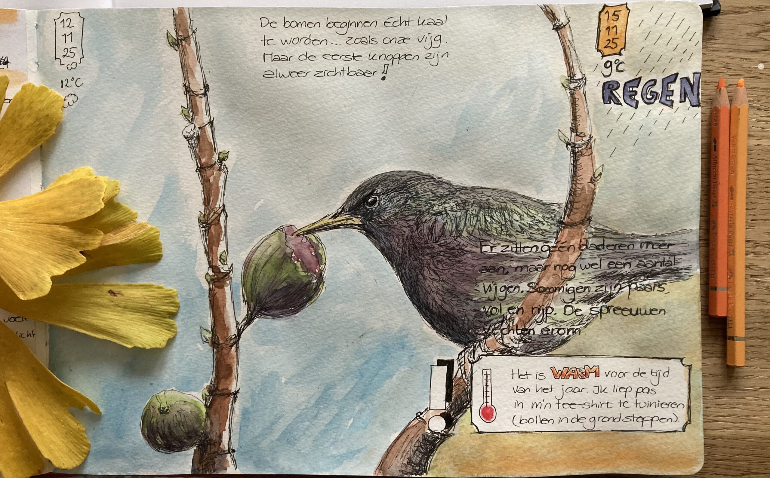 Nature Journaling in november – Spreeuwengevecht.