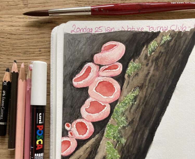 Natuurdagboek van Buitenblogger met paddenstoelen in de winter