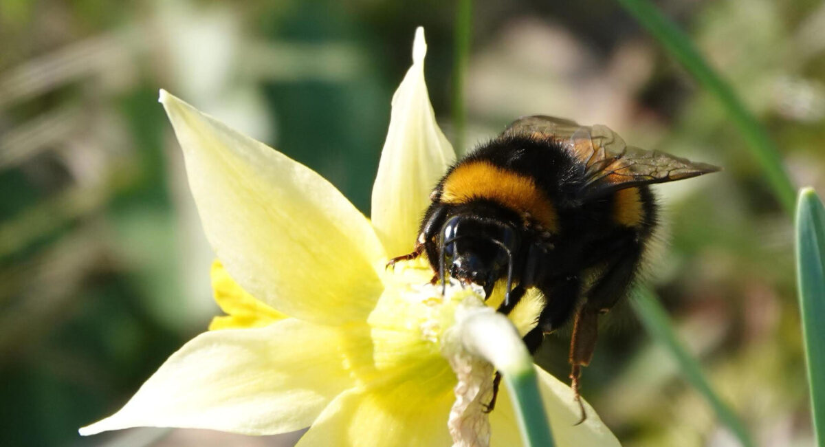 Aardhommel op narcis