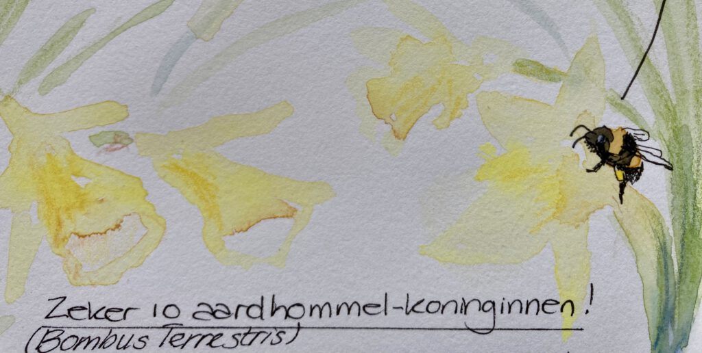 Natuurdagboek hommels en narcissen